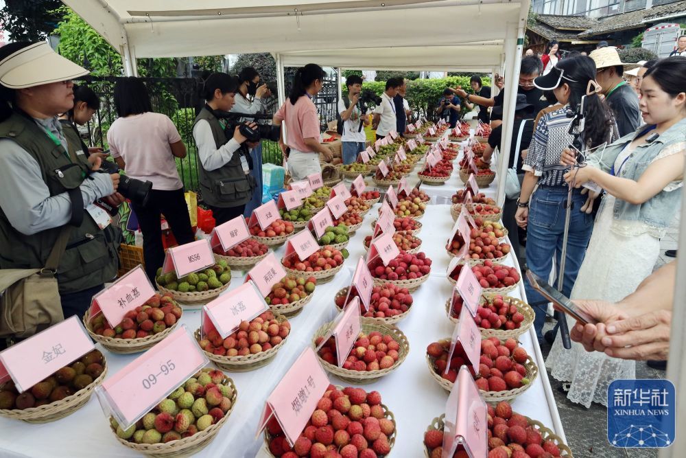 千年荔乡盛夏之约 荔枝丰收季促消费活动在广西灵山县举行(图3)