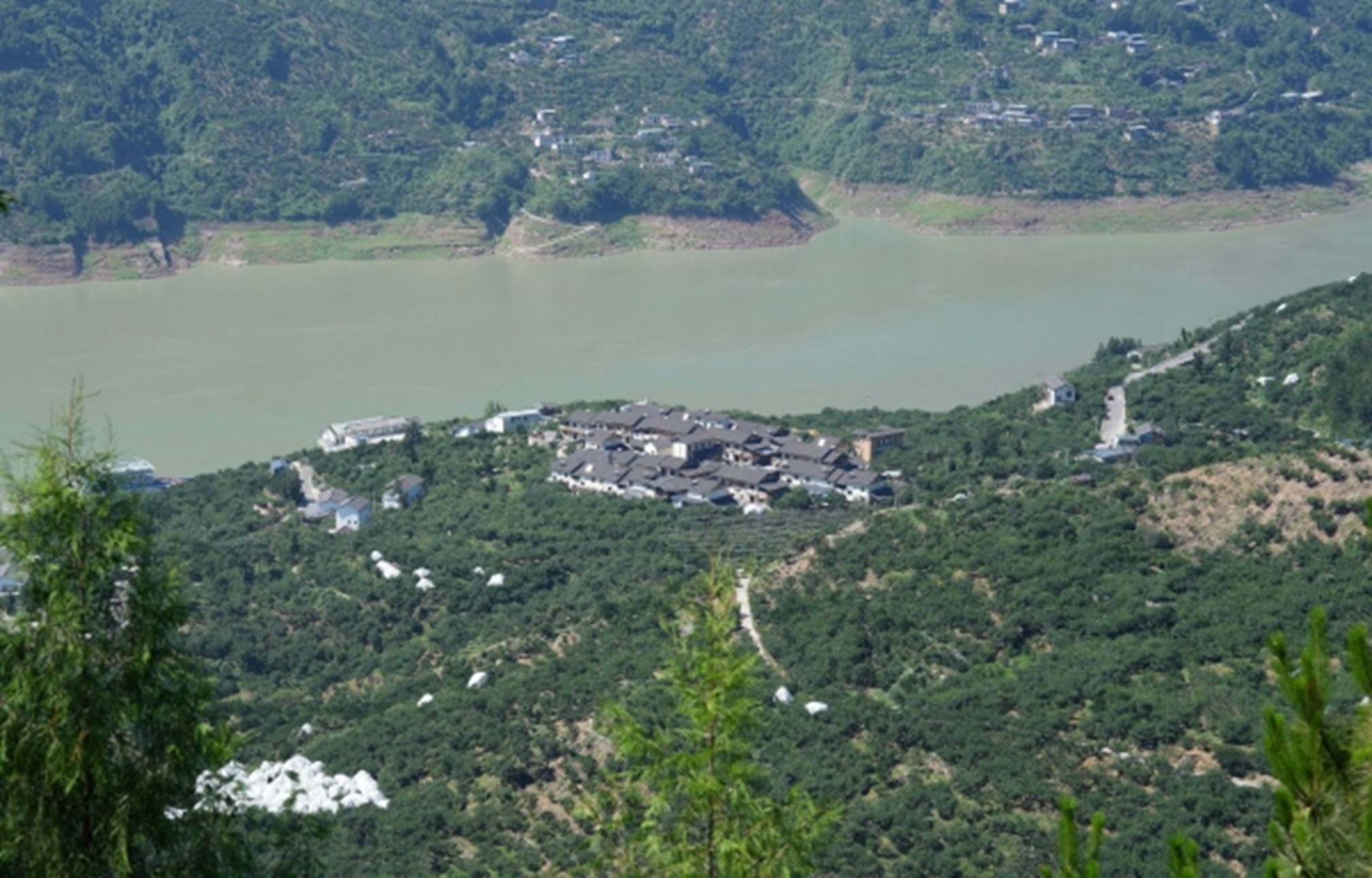 30万亩巫山脆李开园上市 “水陆空铁”多式联运助力售全国(图5)