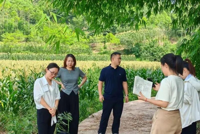 乐山市五通桥区蔡金镇：甜糯玉米搭上“云端快车” 村干部直播带货助农增收(图4)