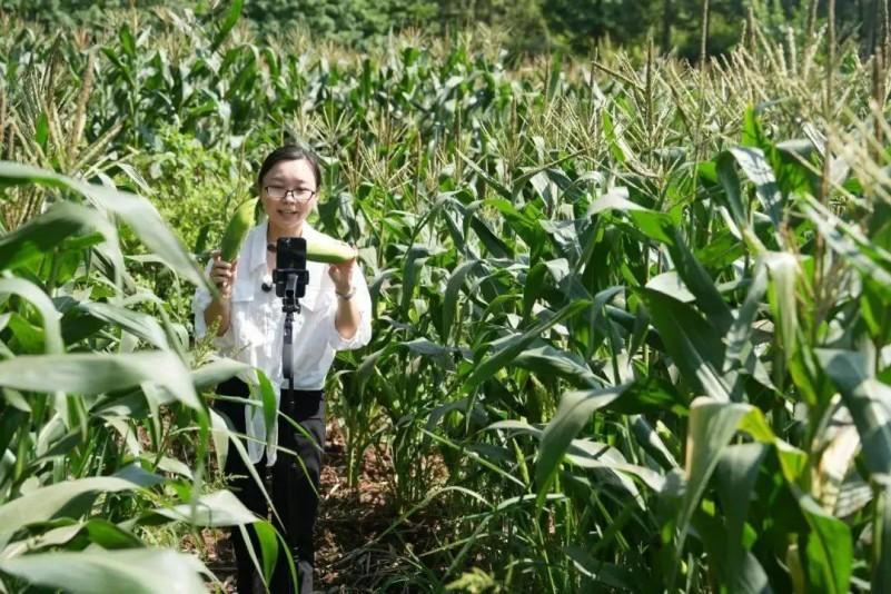 乐山市五通桥区蔡金镇：甜糯玉米搭上“云端快车” 村干部直播带货助农增收(图5)