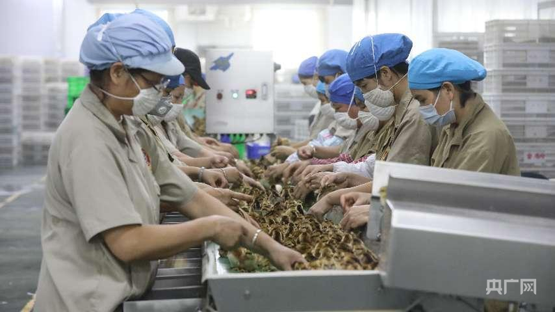 高质量发展看中国｜小特产变身大产业 集群化发展绘就特色农业新图景(图3)