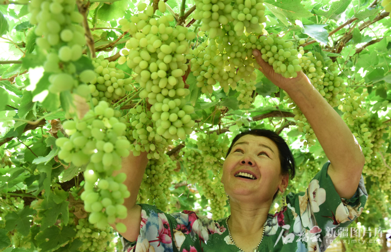 “盛夏的果实”咋能四季增收不空档(图3)