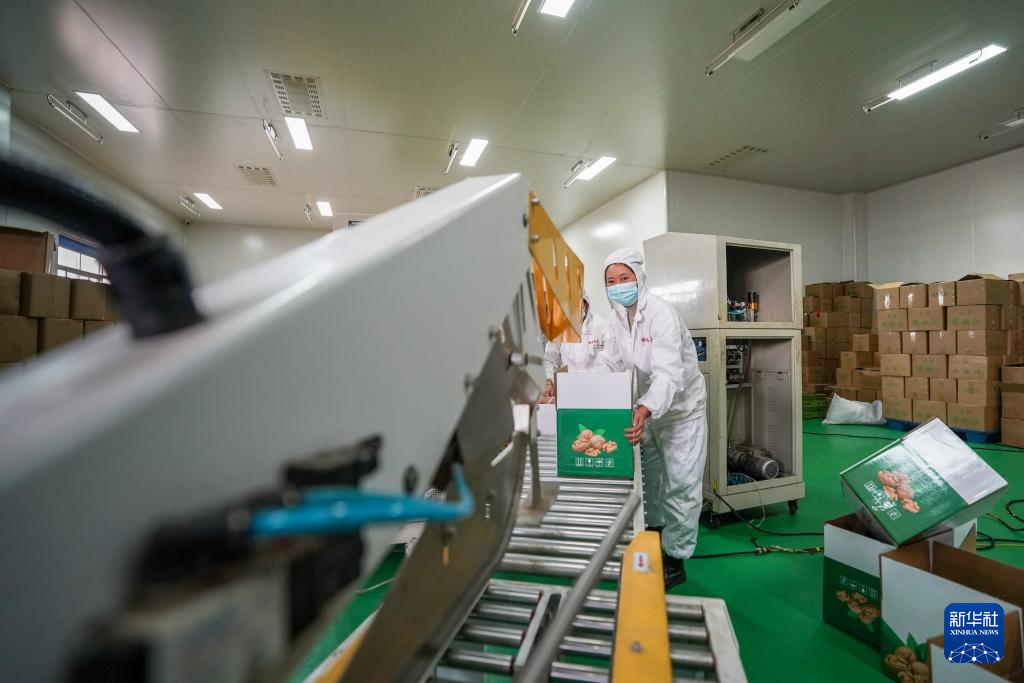 坚持耕耘得硕果——云南坚果产业发展观察(图1)