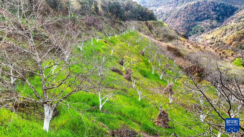 坚持耕耘得硕果——云南坚果产业发展观察(图3)