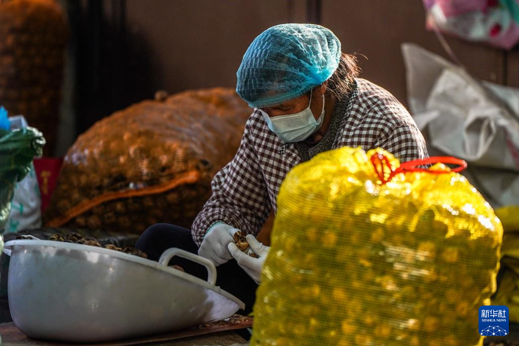 坚持耕耘得硕果——云南坚果产业发展观察(图4)