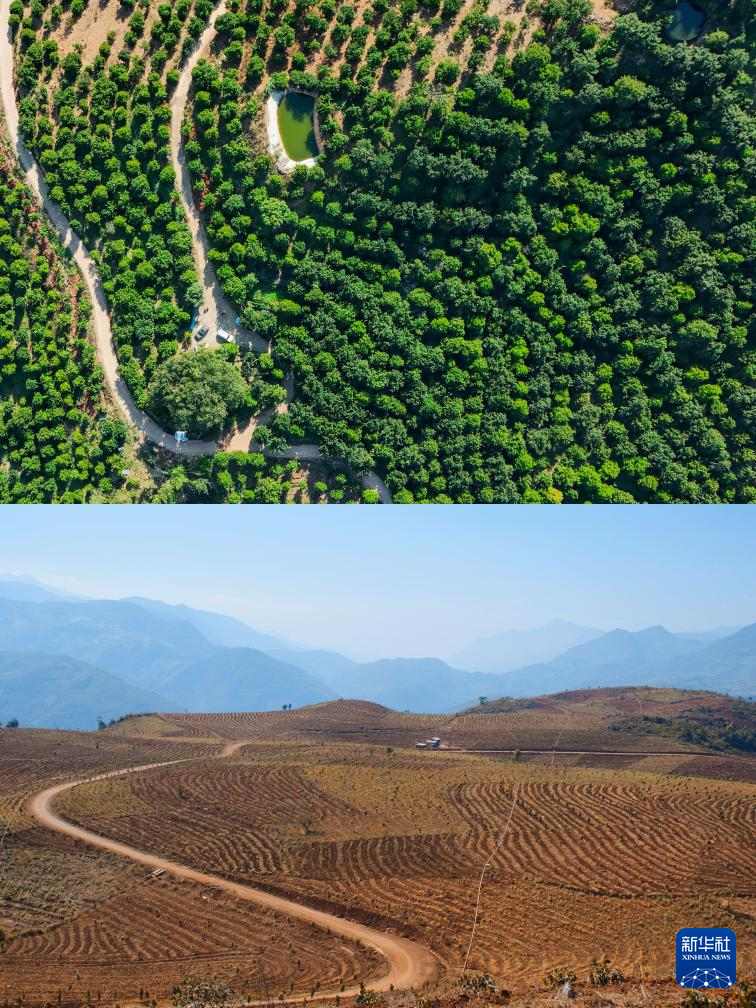 坚持耕耘得硕果——云南坚果产业发展观察(图6)