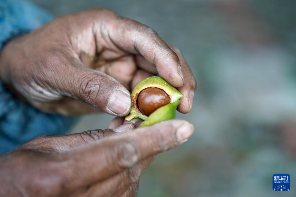 坚持耕耘得硕果——云南坚果产业发展观察(图8)