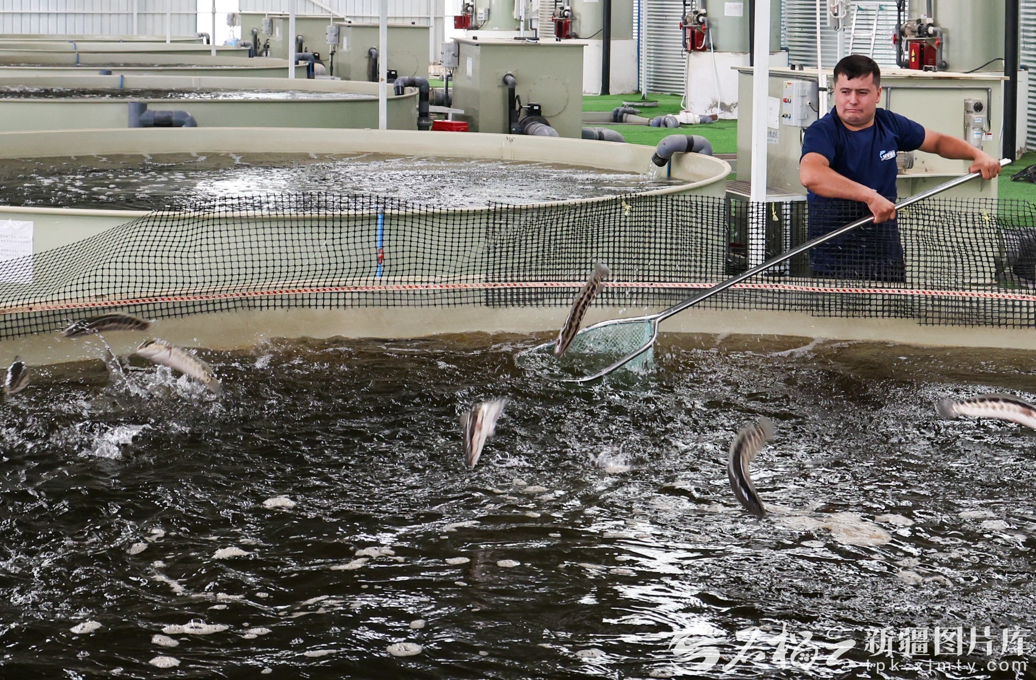 鱼肥市旺 新疆“鲜”达四方(图1)