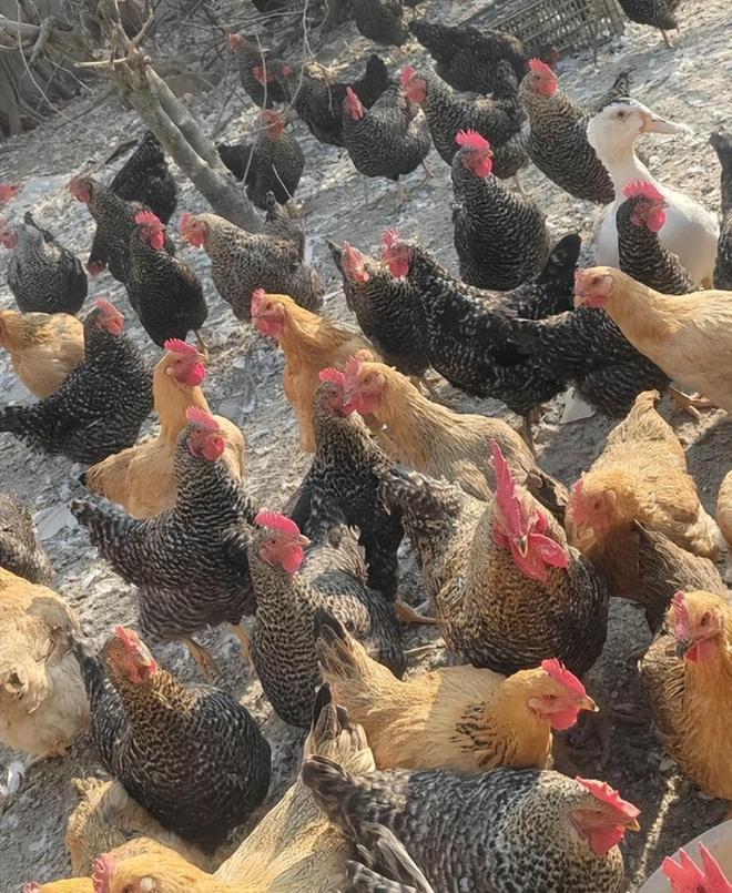 没有对比就没伤害！董宇辉麻黄鸡争议再起央媒言辞犀利字字珠玑(图1)