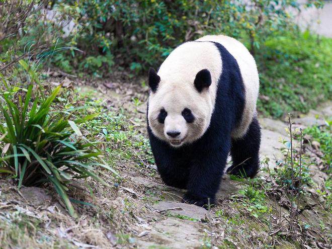 带父母去四川旅游五天四晚纯玩团四川旅游团报价5日游多少钱(图4)