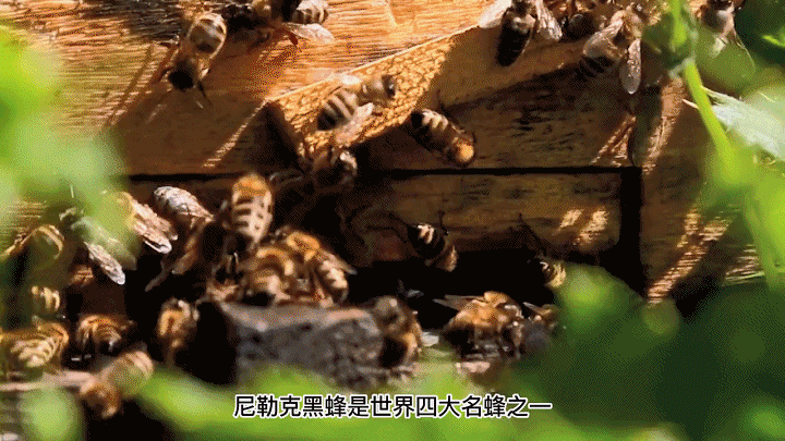 一口尝到塞外百花香！一年产一次海拔2800米“珍稀蜜源”(图11)