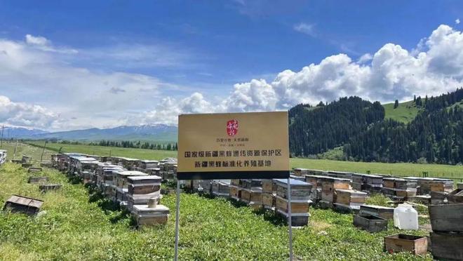 一口尝到塞外百花香！一年产一次海拔2800米“珍稀蜜源”(图12)