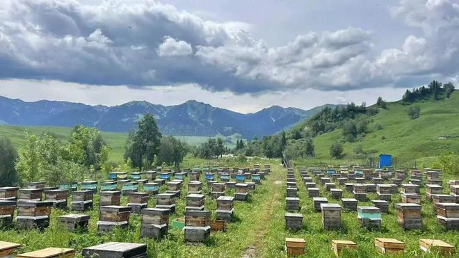 一口尝到塞外百花香！一年产一次海拔2800米“珍稀蜜源”(图15)