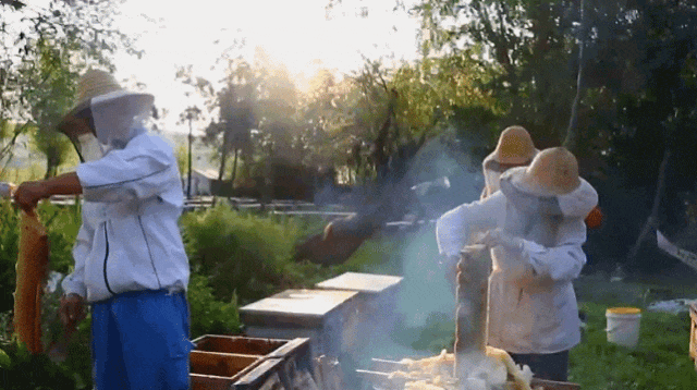 一口尝到塞外百花香！一年产一次海拔2800米“珍稀蜜源”(图27)