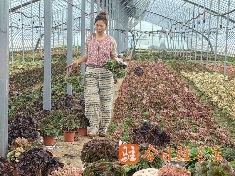 返乡青年陈梦娇：多肉大棚里直播“美丽的事业”(图1)