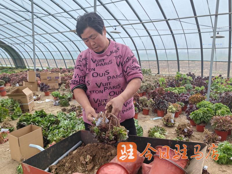 返乡青年陈梦娇：多肉大棚里直播“美丽的事业”(图4)