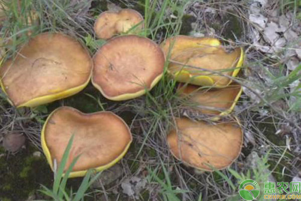 丰盈内蒙古 物产向优行——内蒙古推动高质量发展之农牧业篇(图1)