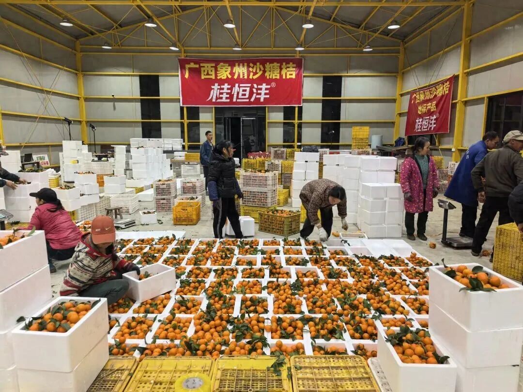 一场直播卖果30多万元 ！象州这个乡镇的水果电商真够力！(图1)