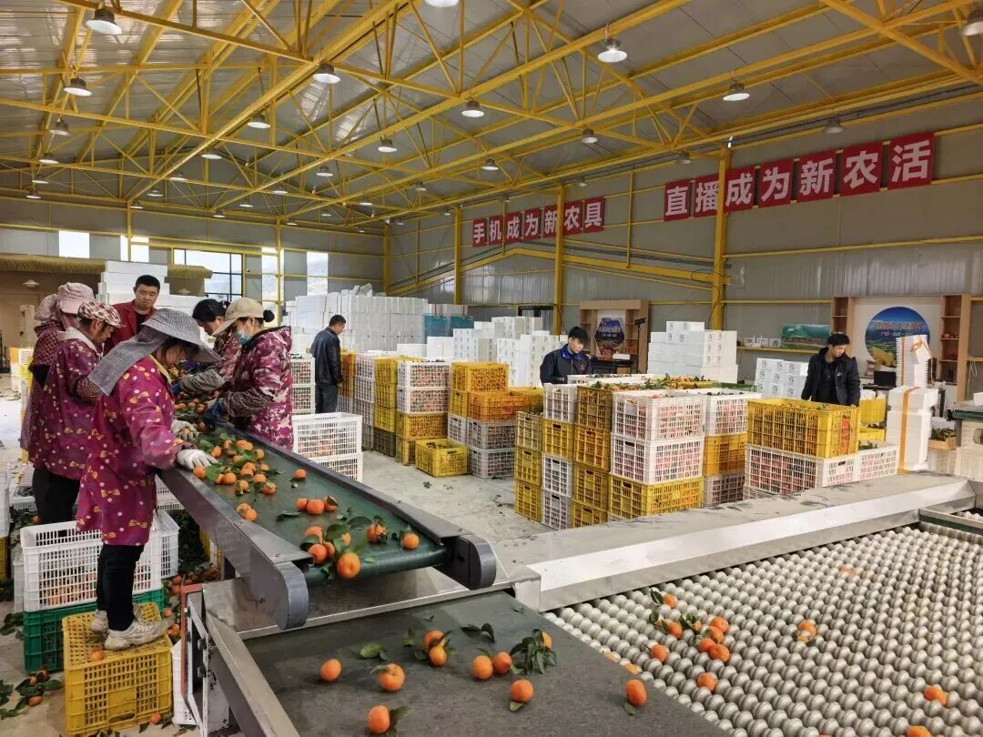 一场直播卖果30多万元 ！象州这个乡镇的水果电商真够力！(图2)