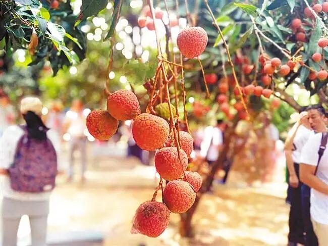 指尖“新农具”按动乡村“财富密码”！“流量助农”让汕头特色农产品走俏海内外(图2)