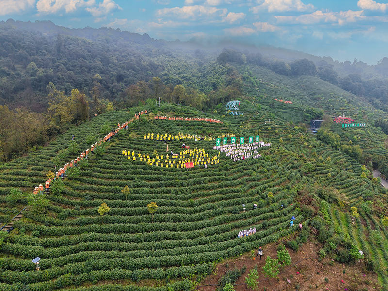 大竹白茶：数智赋能茶香远 电商助农兴竹乡(图1)