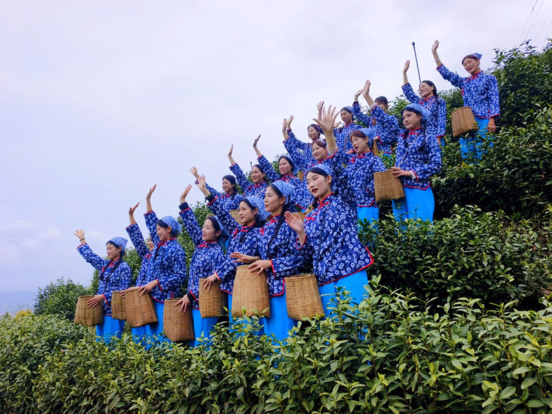 大竹白茶：数智赋能茶香远 电商助农兴竹乡(图2)