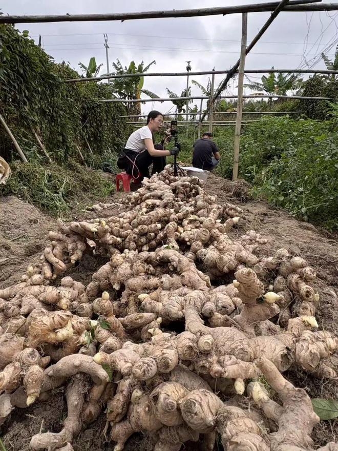 助农直播已卖4万斤高明合水生姜急寻爱心买家！(图5)
