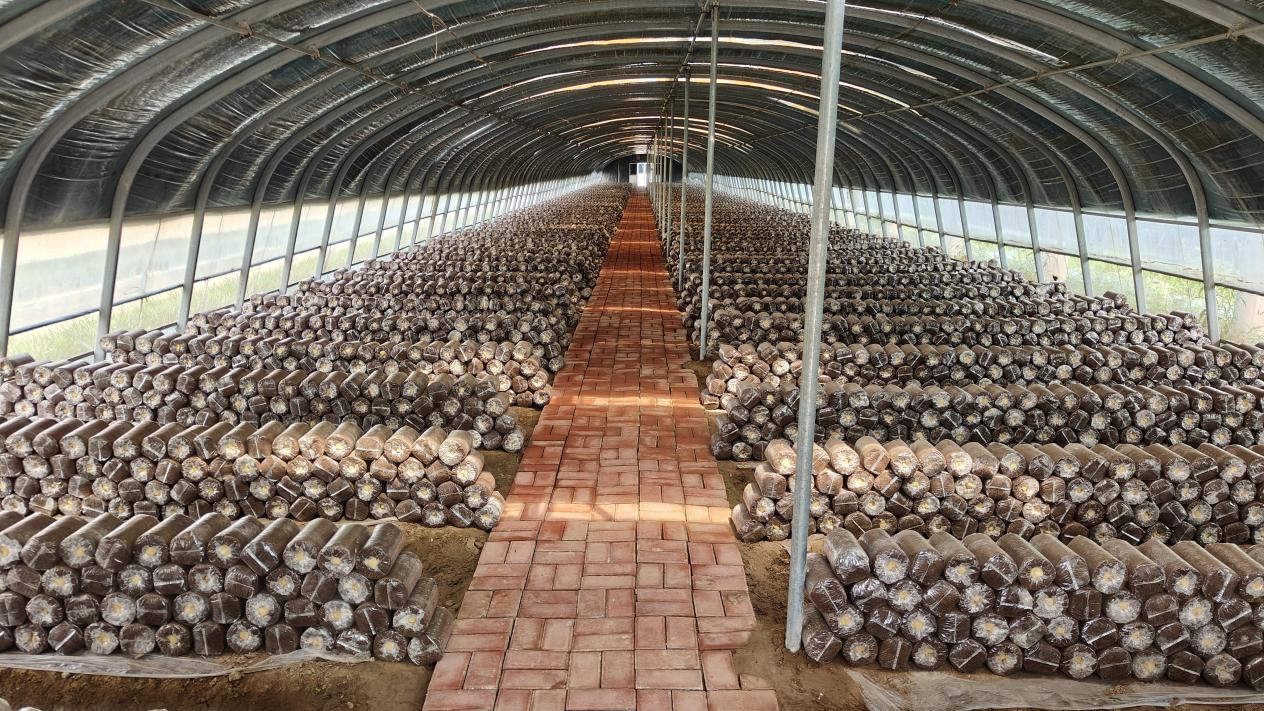 我的家乡有特产丨鲁西平原上的“芝”富路(图1)