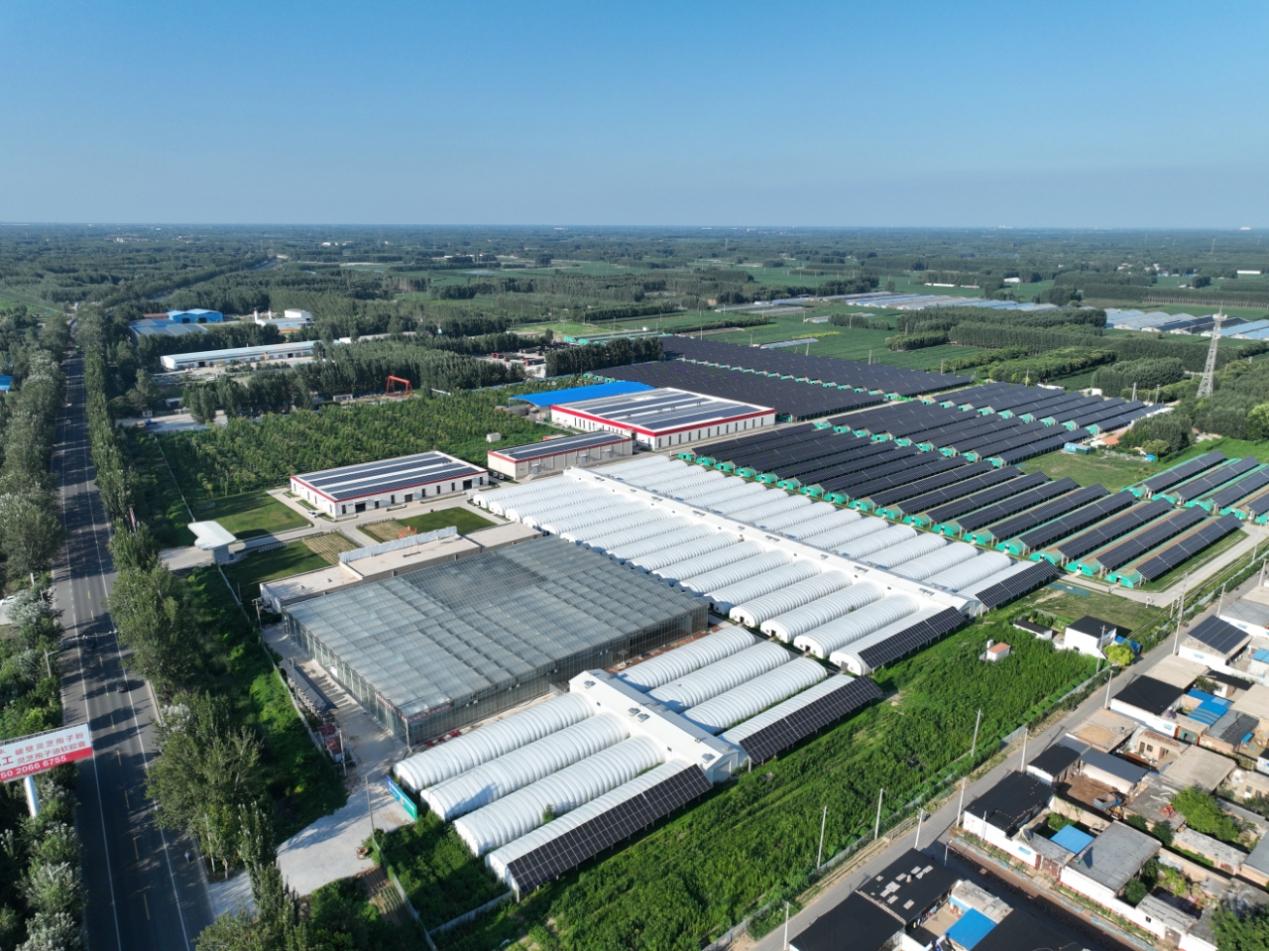 我的家乡有特产丨鲁西平原上的“芝”富路(图2)