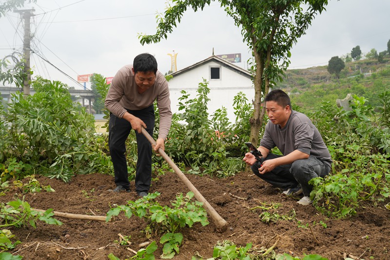 仁怀火石镇：黄心洋芋“云”端俏 电商平台促热销(图1)