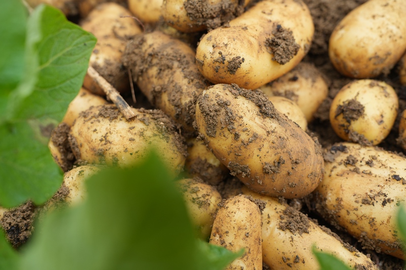 仁怀火石镇：黄心洋芋“云”端俏 电商平台促热销(图4)