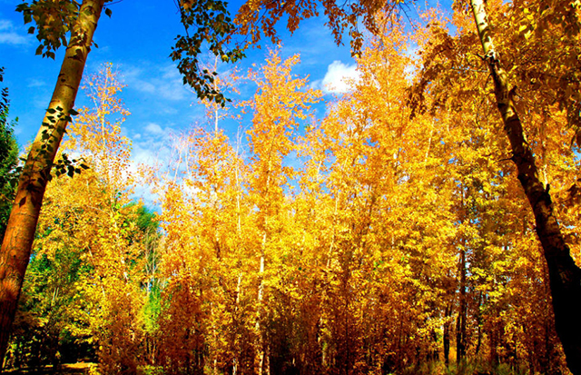 海拉尔打造冬夏文旅双IP综述(图5)