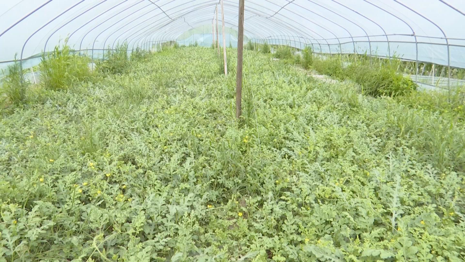 守护好革命老区“富裕的根”(图1)