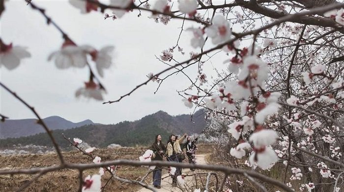 承德赏花经济激活春日消费新动能(图3)