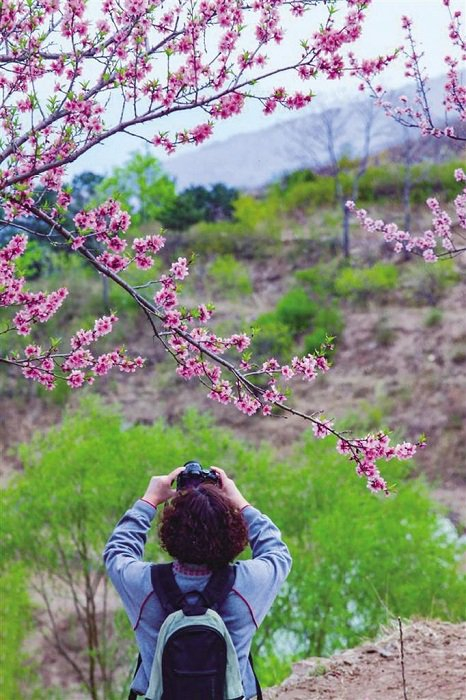 承德赏花经济激活春日消费新动能(图4)