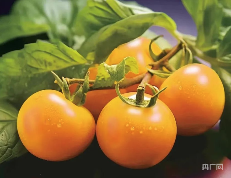 内蒙古五原县：乘“柿”而上 一颗黄柿子撬动近3亿大“柿”业(图3)