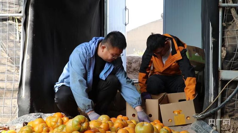 内蒙古五原县：乘“柿”而上 一颗黄柿子撬动近3亿大“柿”业(图2)
