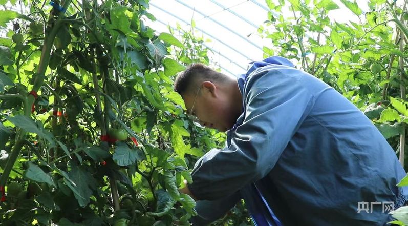 内蒙古五原县：乘“柿”而上 一颗黄柿子撬动近3亿大“柿”业(图1)