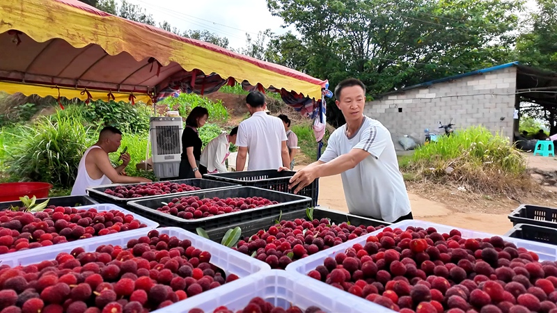 普定马场镇：杨梅迎来丰收季 生态好果铺就富民路(图3)
