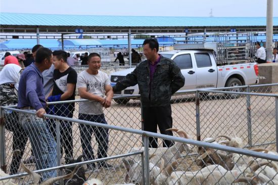 交易额突破10亿！这个小镇有一个“活羊超市”闻名全国(图2)