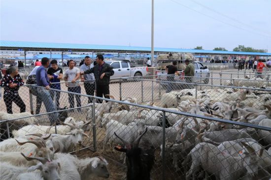 交易额突破10亿！这个小镇有一个“活羊超市”闻名全国(图6)