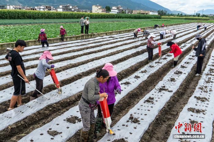 科技小院师生带货洱海鲜玉米 田间直播间架起增收桥(图2)