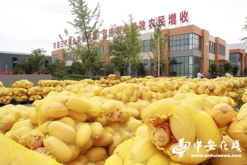 皖美好物 从“土特产”到“金名片”金丝绞瓜的出圈记(图4)