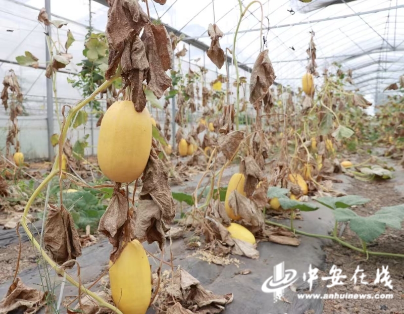 皖美好物 从“土特产”到“金名片”金丝绞瓜的出圈记(图2)