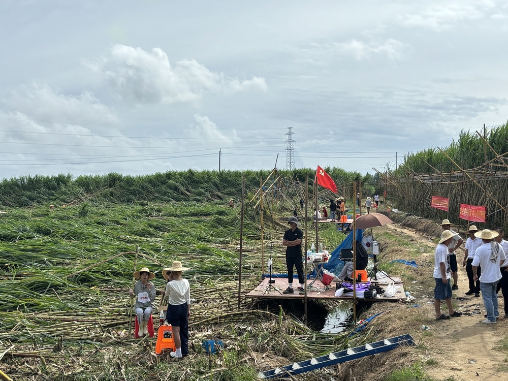 直播助农直达田间地头 陵水双线联动破解受灾甘蔗销售难题(图1)