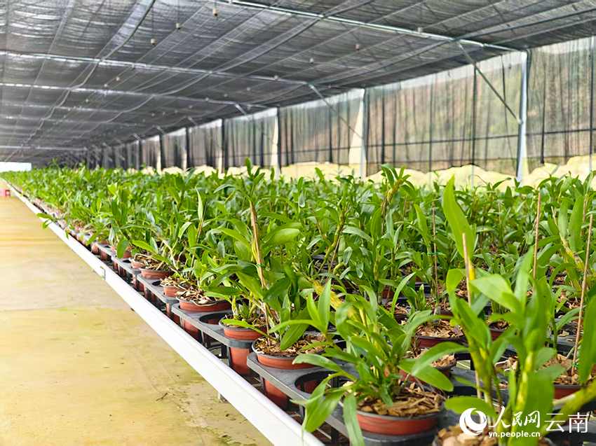 在“云端”找销路 在深山谈“网事”(图2)
