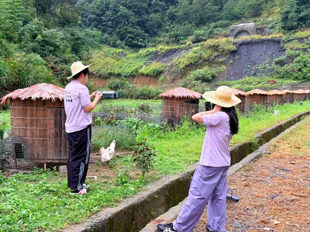 杭州淳安：驻村14天他们把“鸡菜共生”基地变成田间课堂(图2)