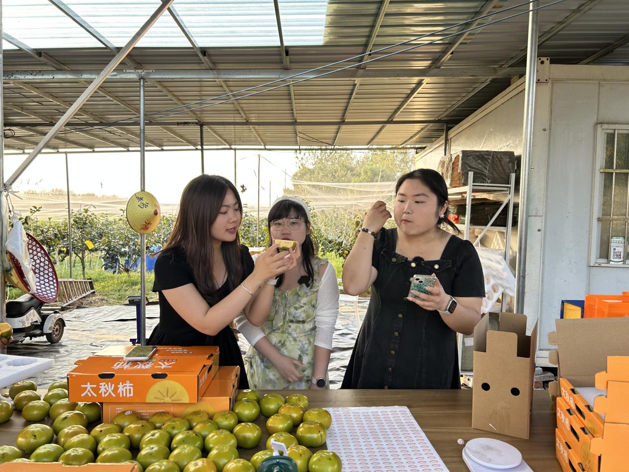 合肥庐阳三十岗太秋甜柿开摘 村干部下班直奔果园当“主播”(图1)