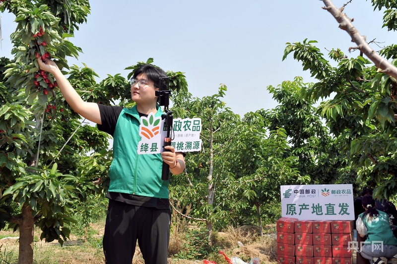 打通樱桃销售全流程 山西邮政助力果农增收致富(图3)