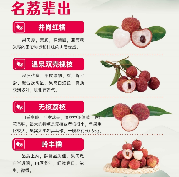 广州从化：“五个一百”荔枝直播快闪亮相广州 超7万吨晚熟好吃荔枝即将上市(图3)